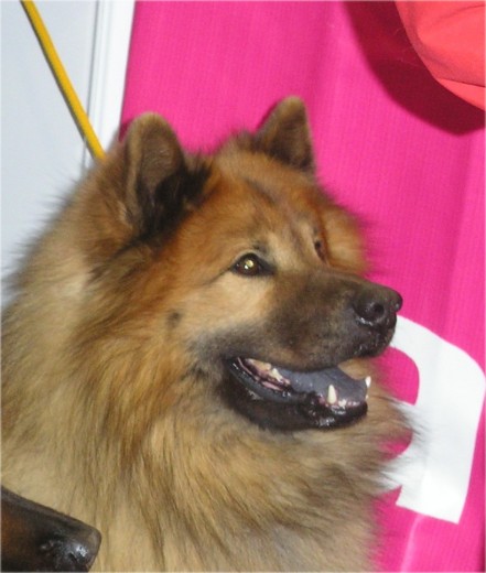 Eros De E. es el unico eurasier Español que tiene los titulos de Campeon Mundial, Internacional, España, Portugal, Gibraltar, Del Club los años 2001, 02, 03, Nombrado por el eurasier club de España mejor eurasier criado en España y subcampeon de Europa, B.I.S. Monografica, siendo el unico eurasier Español que gano exposiciones en Francia Eros De E. es el unico eurasier Español que tiene los titulos de Campeon Mundial, Internacional, España, Portugal, Gibraltar, Del Club los años 2001, 02, 03, Nombrado por el eurasier club de España mejor eurasier criado en España y subcampeon de Europa, B.I.S. Monografica, siendo el unico eurasier Español que gano exposiciones en Francia